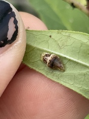 Ocyptamus fuscipennis