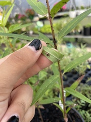 Ocyptamus fuscipennis