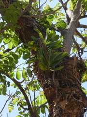 Cyrtorchis