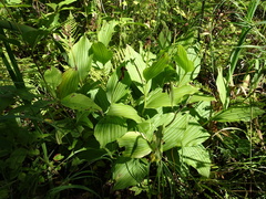 Cypripedium reginae