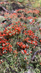 Cladonia cristatella