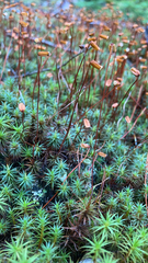 Polytrichum
