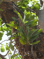 Cyrtorchis