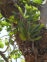 Cyrtorchis