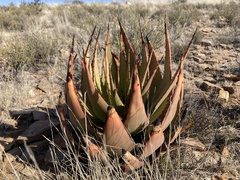 Aloe broomii