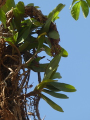 Cyrtorchis