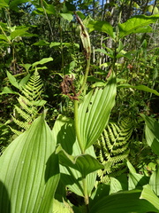 Cypripedium reginae
