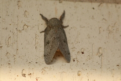 Syssphinx heiligbrodti