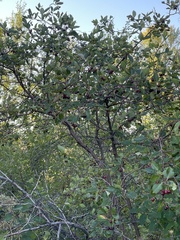 Crataegus douglasii