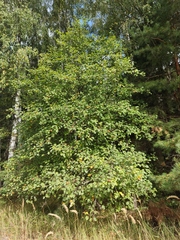 Malus sylvestris
