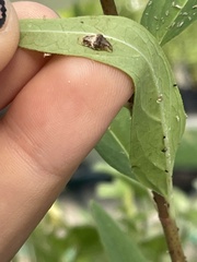 Ocyptamus fuscipennis