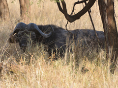 Syncerus caffer caffer