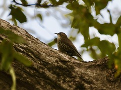 Cormobates leucophaea
