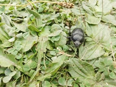 Anoplotrupes stercorosus