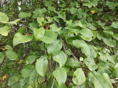 Malus sylvestris