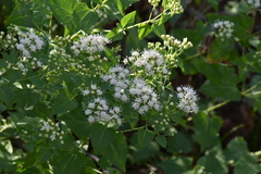 Ageratina herbacea
