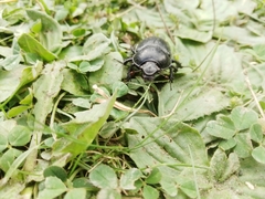 Anoplotrupes stercorosus