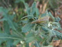 Oecanthus pellucens