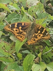 Apatura ilia