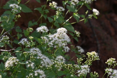 Ageratina herbacea