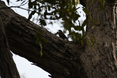 Cormobates leucophaea