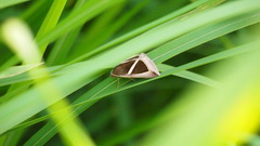 Chalciope mygdon