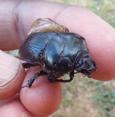 Geotrupes spiniger