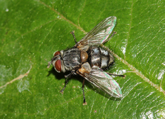 Hubneria affinis