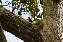 Cormobates leucophaea
