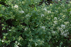 Ageratina herbacea