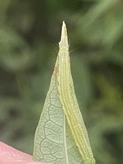 Trichoplusia ni