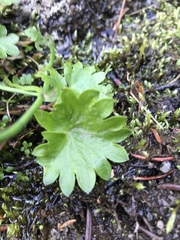 Micranthes nelsoniana