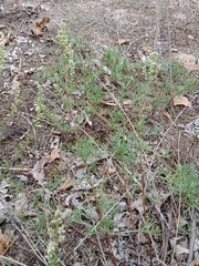 Artemisia campestris