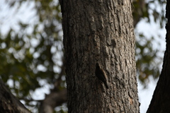 Cormobates leucophaea