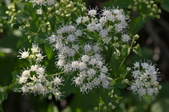 Ageratina herbacea