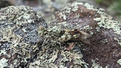 Trimerotropis saxatilis