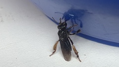 Trigona spinipes