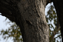 Cormobates leucophaea