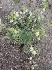 Desmanthus illinoensis