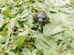 Anoplotrupes stercorosus