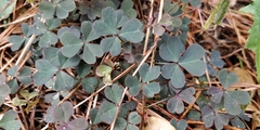 Oxalis