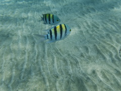 Abudefduf vaigiensis
