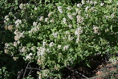 Ageratina herbacea