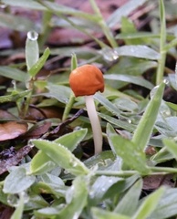 Marasmius vagus