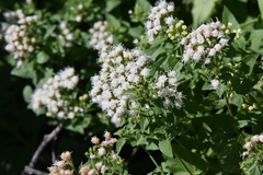 Ageratina herbacea