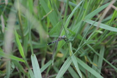 Orthetrum albistylum speciosum