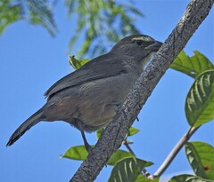 Saltator coerulescens