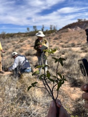 Eremophila serrulata