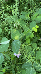 Amphicarpaea bracteata