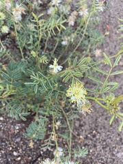 Desmanthus illinoensis
